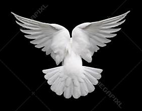 White Dove in Flight 2