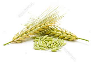 Spikes and grains of barley