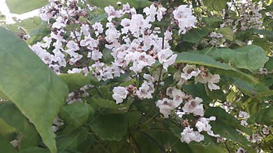 Floral wood with white small  flower