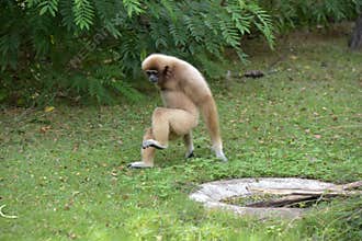 White-cheeked gibbon. Hylobates leucogenys