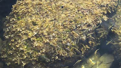 Hungry school of fish swims near the shore of the Adriatic sea. Slow motion