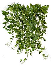 Cut out ivy plant. Tropical vegetation