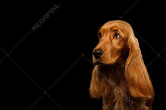 Close-up portrait of dog english cocker spaniel on isolated black background