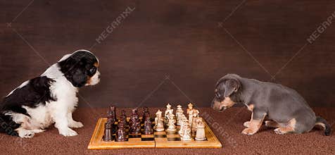 Puppy chess