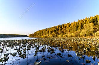 Autumn landscape of Jingyuetan National Forest Park, Changchun