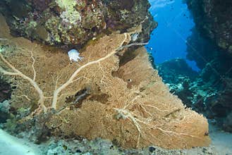 Pristine Gorgonian fan coral on a tropical reef.