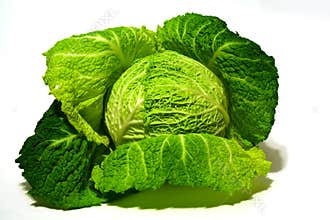 Cabbage