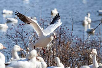Snow Goose Landing in Weeds