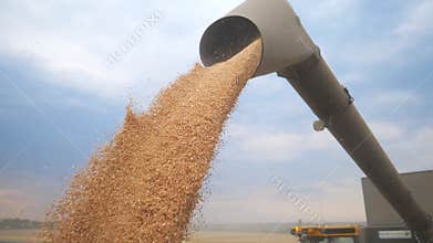 Combine loading wheat grain in truck at evening. Yellow dry kernels falling from harvester auger. View on stream of
