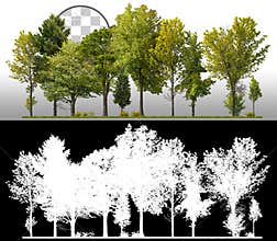 Cutout tree line. Green trees in summer