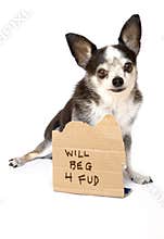 Dog will beg for food