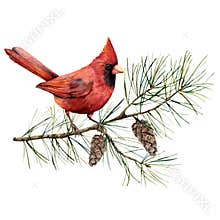 Watercolor Christmas composition with cardinal bird. Hand painted winter card with bird, fir branch and cones isolated