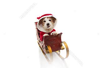 Santa claus dog costume inside a sleigh at Christmas holidays with angry expression. Isolated on white background