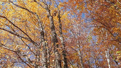 Colorful treetops in autumn sunlight in light wind, bottom view