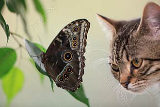 Beautiful Blue Morpho butterfly and tabby cat