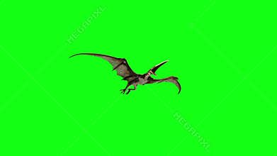 Pteranodon Dinosaurs Fly Front Green Screen 3D Rendering Animation