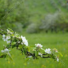 Apple blossom on spring