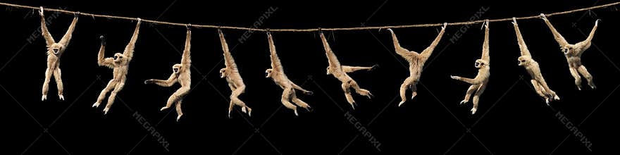 GIBBON A MAINS BLANCHES hylobates lar