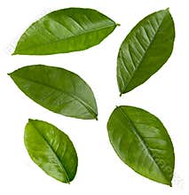 Lemon Leaves isolated