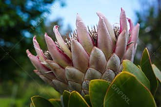 Protea close up in pastel pink with blurred garden