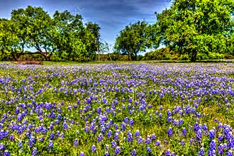 Painterly photo of Bluebonnets in the Texas Hill Country