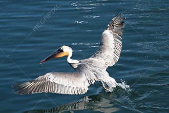 Brown Pelican