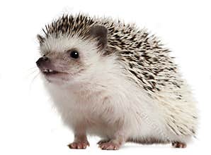 Four-toed Hedgehog, Atelerix albiventris