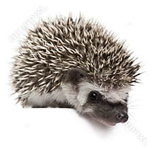 Four-toed Hedgehog, Atelerix albiventris