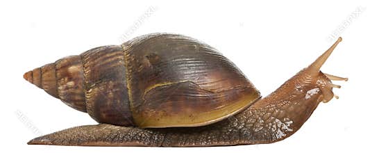 Giant African land snail, Achatina fulica, 5