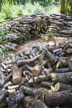 Chopped timber stacked as habitat piles