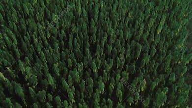 Aerial shot of scientist on marijuana field observing CBD hemp flowers with magnifying glass
