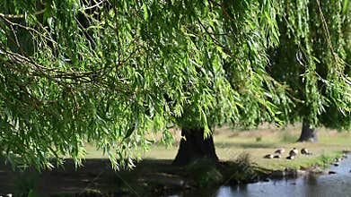 Wind blowing the Weeping Willow tree