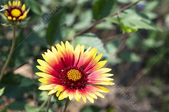 the very nice colorful galliardia garden flower from close in the sunshine