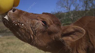 Calf drinking from a bottle