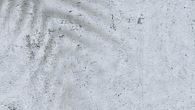 Nature\'s Elegance, Palm Tree Shadows Dancing on Textured Walls.