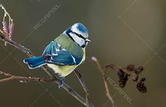 Blue tit on a twig