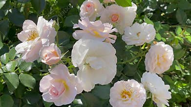Rosa cornelia hybrid musk rose, Germany