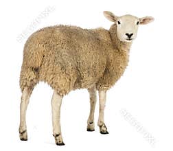 Rear view of a Sheep looking back