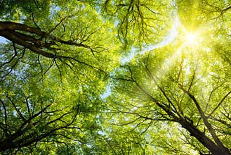 Sun shining through treetops