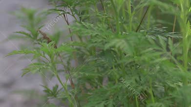 High-definition video of Ambrosia artemisiifolia in bloom, a source of seasonal allergie