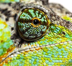 Macro on a reptile eye, veiled chameleon, Chamaeleo calyptratus