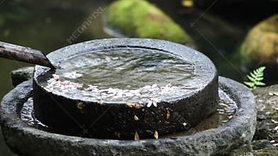 water feature, horticultural landscaping, tung blossom