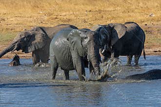 A group of elephants enjoy a mud bath.