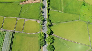 Aerial view of agriculture in rice fields for cultivation