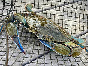 Blue Crab from the Gulf of Mexico