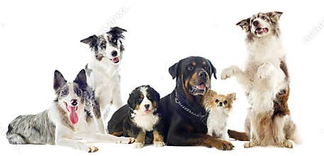 Dogs