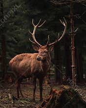 Vertical of a brown doe standing in a green forest in Czech Republic on a foggy day