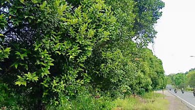 Dens leaves trees on the roadside of the city of Batam