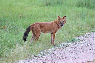 Dhole or wild dog posing for the photographers who are  in jeep safari. Amazing photo  with beautiful background. Picture is taken