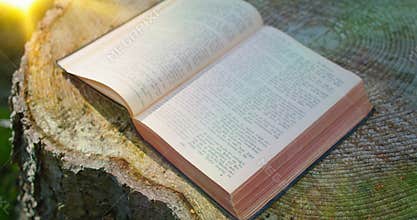 Holy Bible. Open sacred book on a natural background. Forest nature. Sunset rays of sunlight fall on the pages. Holy